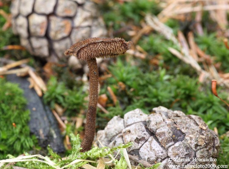 lžičkovec šiškovitý, Auriscalpium vulgare (Houby, Fungi)